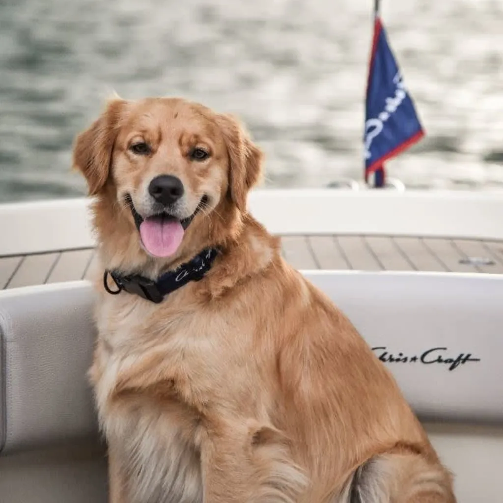 Chris Craft hundehalsbånd navy justerbar Large
